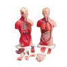 Modelos anatómicos